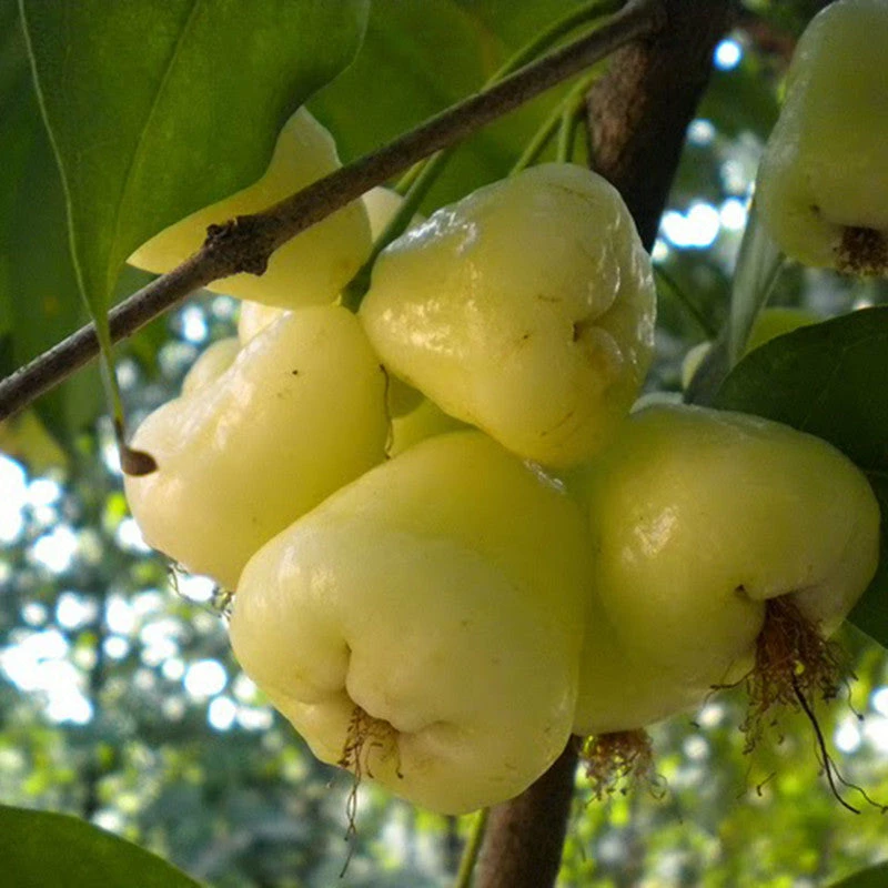 Exoticflora Exotic Fruit Plants Water Apple Hybrid White- Fruit Plants & Tree 2 Exoticflora Exotic Fruit Plants Water Apple Hybrid White- Fruit Plants & Tree