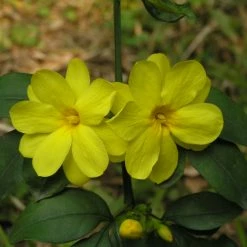 Exoticflora Jasminum Nudiflorum - Creepers & Climbers Creepers & Climbers Flowering
