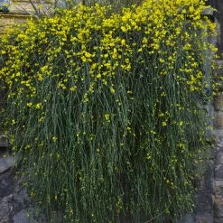 Exoticflora Jasminum Nudiflorum - Creepers & Climbers Creepers & Climbers Flowering