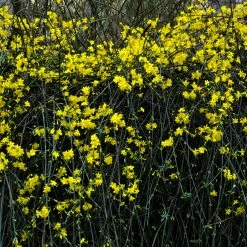 Exoticflora Jasminum Nudiflorum - Creepers & Climbers Creepers & Climbers Flowering