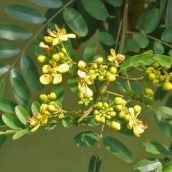 Exotic Flora Outdoor Plants Senna Siamea / Kassod Tree - Avenue Trees