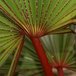 Exoticflora Latania Lontaroides - Palms