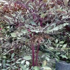 Exoticflora Leea Coccinea Rubra - Ornamental Plants Indoor/Outdoor