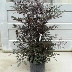 Exoticflora Leea Coccinea Rubra - Ornamental Plants Indoor/Outdoor