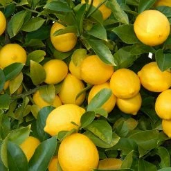 Exoticflora Fruit Plants To Grow In Pots Lemon Balaji - Fruit Plants & Tree