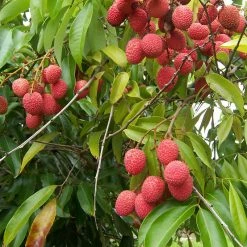 Exoticflora Litchi (Air Layered)- Fruit Plants & Tree