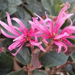 Exoticflora Chinese Fringe Flower/Loropetalum Chinense - Flowering Shrubs