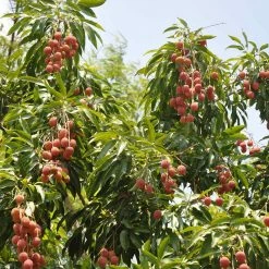 Exoticflora Litchi (Air Layered)- Fruit Plants & Tree