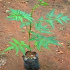 Exotic Flora Malabar Neem Plant -Avenue Trees