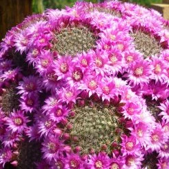 Exoticflora Pincushion Cactus - Cacti & Succulant