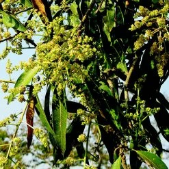 Exoticflora Mango Suvarnarekha(Grafted) - Fruit Plants & Tree Grafted Fruit Plants