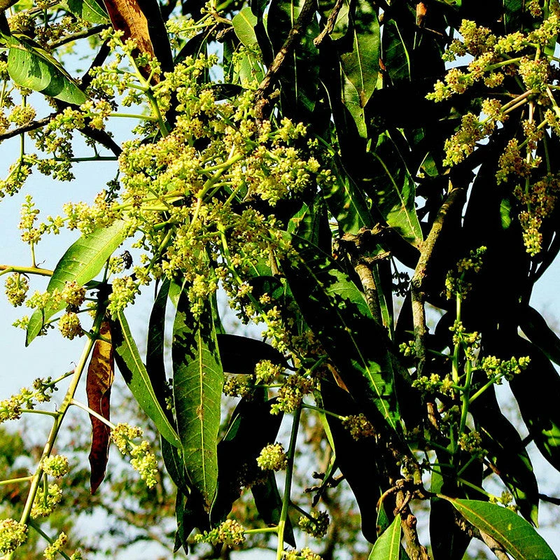 Exoticflora Mango Suvarnarekha(Grafted) - Fruit Plants & Tree Grafted Fruit Plants 2 Exoticflora Mango Suvarnarekha(Grafted) - Fruit Plants & Tree Grafted Fruit Plants