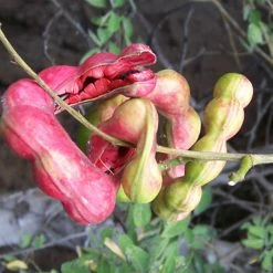 Exoticflora Manilla Tamarind/Madras Thorn - Big Size Plants