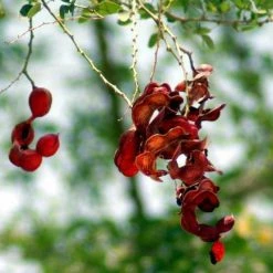Exoticflora Manilla Tamarind/Madras Thorn - Big Size Plants