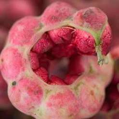 Exoticflora Manilla Tamarind/Madras Thorn - Big Size Plants