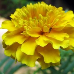 Exoticflora All Flowering Plants Mari Gold Yellow - SEASONALS