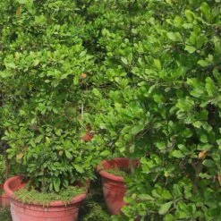 Exoticflora Miracle Fruit - Fruit Plants & Tree