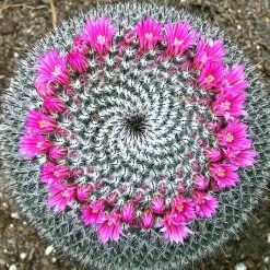 Exoticflora Pincushion Cactus - Cacti & Succulant