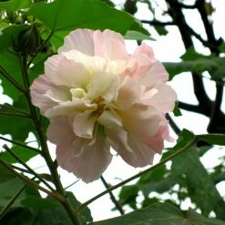 Exoticflora Year Round Flowering Plants Hibiscus Mutabilis/Cotton Rose - Flowering Plants