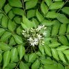 Exoticflora Curry Leaf Plant- KITCHEN Plants & Tree