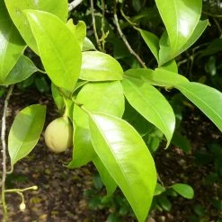 Exoticflora Kitchen Plants & Spice Plants Jayaphal And Jatiphal -KITCHEN/Spices - PLANTS