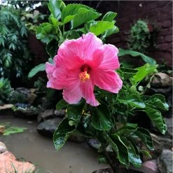 Exoticflora Year Round Flowering Plants Hibiscus Mystic Pink - Flowering Plants