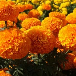 Exoticflora Mari Gold Orange - SEASONALS All Flowering Plants
