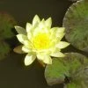 Exoticflora Water Lily Yellow - Aquatic Plants