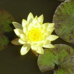 Exoticflora Water Lily Yellow - Aquatic Plants