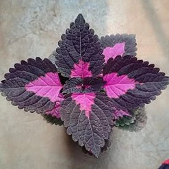 Exoticflora Ornamental Coleus - Purple Prince Foliage Plants