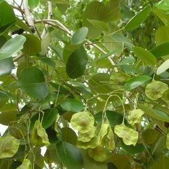 Exoticflora Red Sanders/Red Sandalwood - Avenue Trees