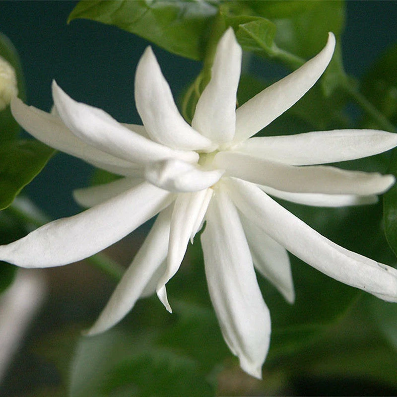 Exoticflora Creepers & Climbers Flowering Star Jasmine - Top Perfuming - Fragrant Plants 1 Exoticflora Creepers & Climbers Flowering Star Jasmine - Top Perfuming - Fragrant Plants