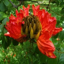 Exotic Flora Outdoor Plants Spathodea Campanulata - Flowering Trees