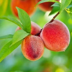 Exoticflora Grafted Fruit Plants Peach (Grafted)- Fruit Plants & Tree