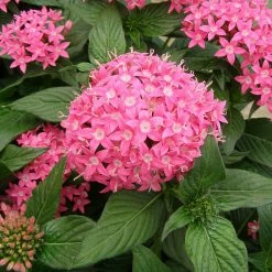 Exoticflora Pentas Pink - Flowering Plants Year Round Flowering Plants