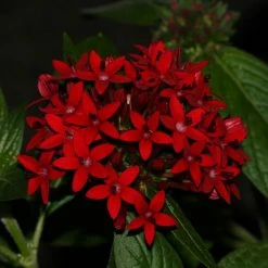 Exoticflora Year Round Flowering Plants Pentas Red - Flowering Plants 5 Exoticflora Year Round Flowering Plants Pentas Red - Flowering Plants