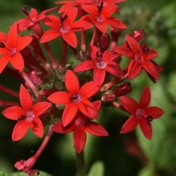 Exoticflora Year Round Flowering Plants Pentas Red - Flowering Plants