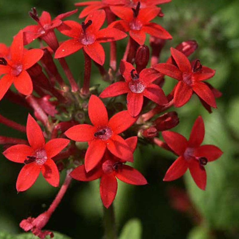 Exoticflora Year Round Flowering Plants Pentas Red - Flowering Plants 1 Exoticflora Year Round Flowering Plants Pentas Red - Flowering Plants