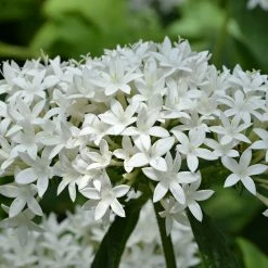 Exoticflora Year Round Flowering Plants Pentas White - Flowering Plants