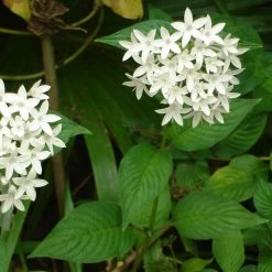 Exoticflora Year Round Flowering Plants Pentas White - Flowering Plants