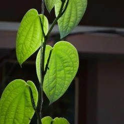 Exoticflora Pepper Climber - Spice Plants