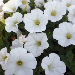 Exoticflora Petunia White - SEASONALS All Flowering Plants
