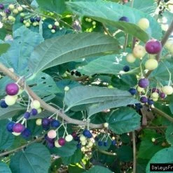 Exoticflora Exotic Fruit Plants Phalsa /FalsaFruit - Fruit Plants & Tree