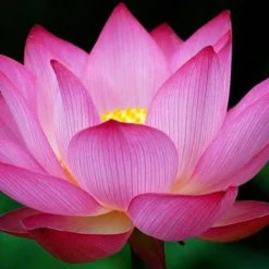 Exoticflora Pink Lotus - Aquatic Plants