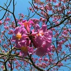 Exoticflora Tabebuia Rosea - Avenue Trees Outdoor Plants