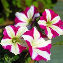Exoticflora Petunia Pink And White - SEASONALS All Flowering Plants