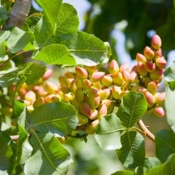 Exoticflora Pistachio (Grafted) -Fruit Plants & Tree Grafted Fruit Plants