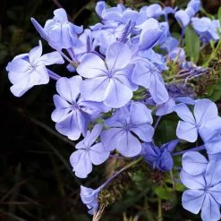 Exoticflora Plumbago Auriculata - Flowering Plants All Flowering Plants