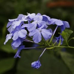 Exoticflora Plumbago Auriculata - Flowering Plants All Flowering Plants