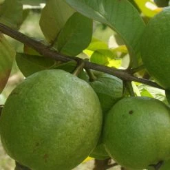 Exoticflora Guava Kg Guava - Fruit Plants & Tree Fruit Plants To Grow In Pots